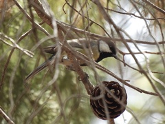 Parus major aphrodite