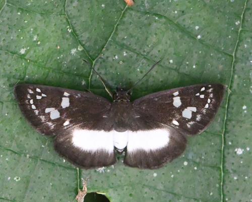 Milanion cramba