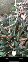 × Gasteraloe