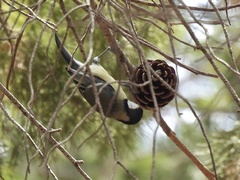 Parus major aphrodite
