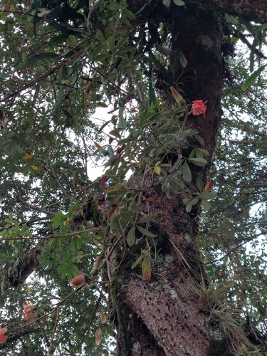 Spirotheca rosea, photograph 6