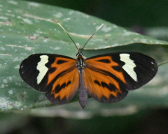 Hypothyris cantobrica