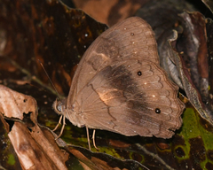 Pseudodebis valentina