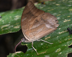 Archaeoprepona demophon