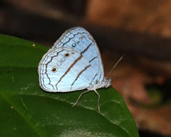 Caeruleuptychia aetherialis