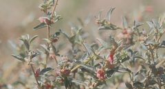 Atriplex philippii