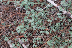 Acmispon heermannii orbicularis