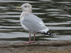 Larus argentatus