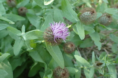 Centaurea pectinata