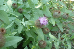 Centaurea pectinata