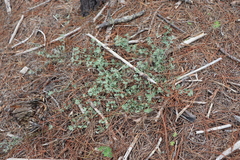 Acmispon heermannii orbicularis