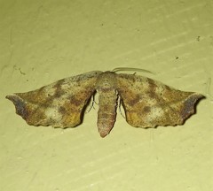 Parepisparis multicolora