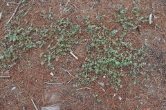Acmispon heermannii orbicularis