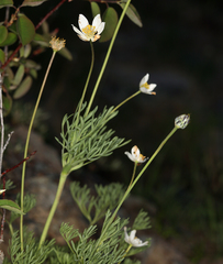 Anemone drummondii drummondii
