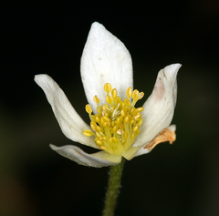 Anemone drummondii drummondii
