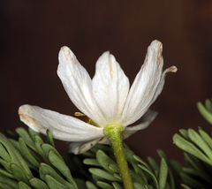 Anemone drummondii drummondii