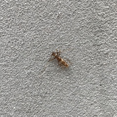 Compsibidion vanum