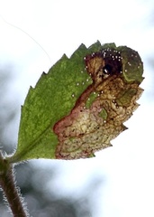 Phytomyza crassiseta