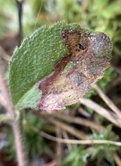 Phytomyza crassiseta