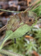 Phytomyza crassiseta