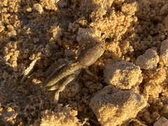 Neoscapteriscus borellii