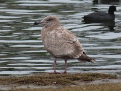 Larus occidentalis