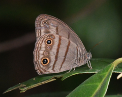 Megeuptychia antonoe