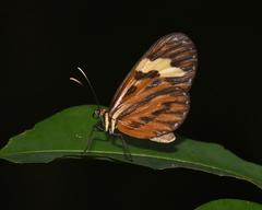 Hypothyris cantobrica