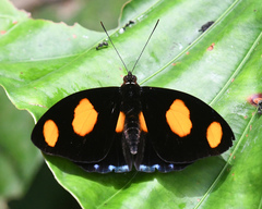 Catonephele numilia