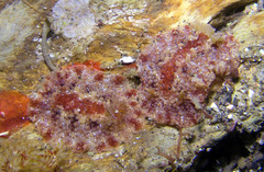 Carminodoris flammea