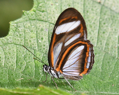 Vila azeca