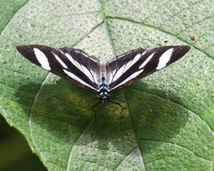 Vila azeca