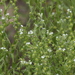 Lappula occidentalis - Photo (c) J. N. Stuart,  זכויות יוצרים חלקיות (CC BY-NC-ND)