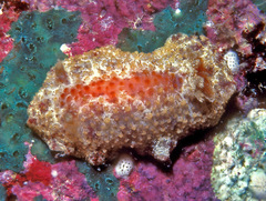 Carminodoris