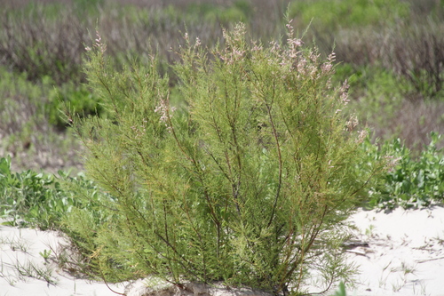 Saltcedar
