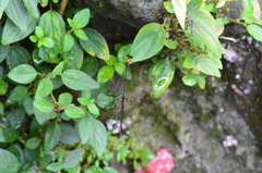 Prodasineura croconota