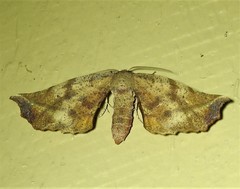 Parepisparis multicolora