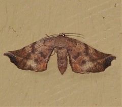 Parepisparis multicolora