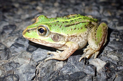 Ranoidea alboguttata