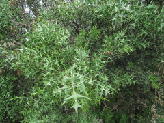 Colletia paradoxa