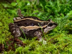 Iberian Painted Frog photo 2