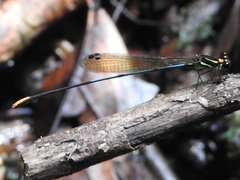 Allocnemis nigripes