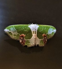 Protuliocnemis partita