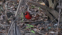 Cardinalis cardinalis image