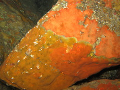 Timea unistellata