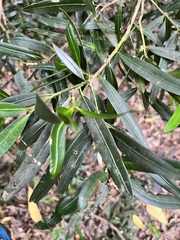 Podocarpus elatus