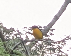 Euphonia laniirostris
