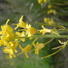 Sisymbrium linifolium - Photo (c) Matt Lavin, μερικά δικαιώματα διατηρούνται (CC BY-SA)