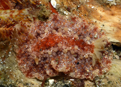 Carminodoris flammea