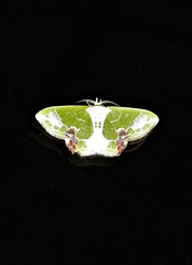 Protuliocnemis partita